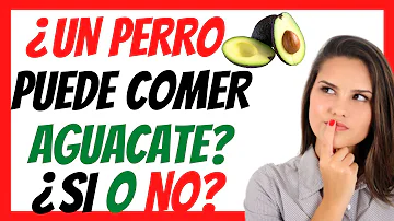 ¿Pueden comer aguacate los perros?