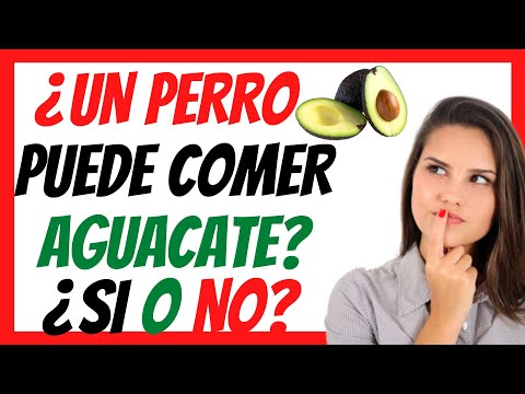 Video: ¿Los aguacates son malos para los perros?