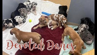 The puppies are going home| 8 week old Great Danes