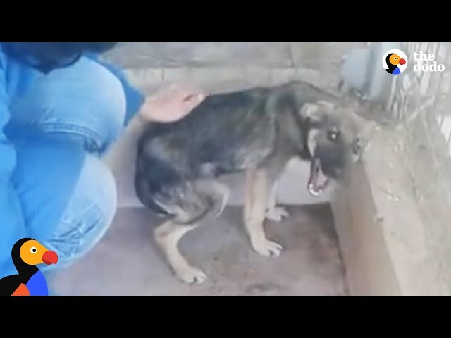 Dog Cries Every Time He's Touched — Until He Meets This Woman | The Dodo class=