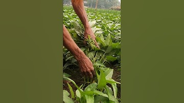 Morning Harvest | Water Spinach Picking Close Up 🌱 #Shorts