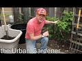 From Garden to Container | Transplanting Raspberries