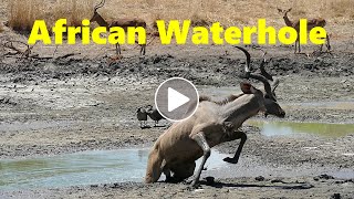 An African Waterhole