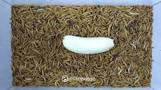 MEALWORMS vs SMALL BANANA - TIMELAPSE