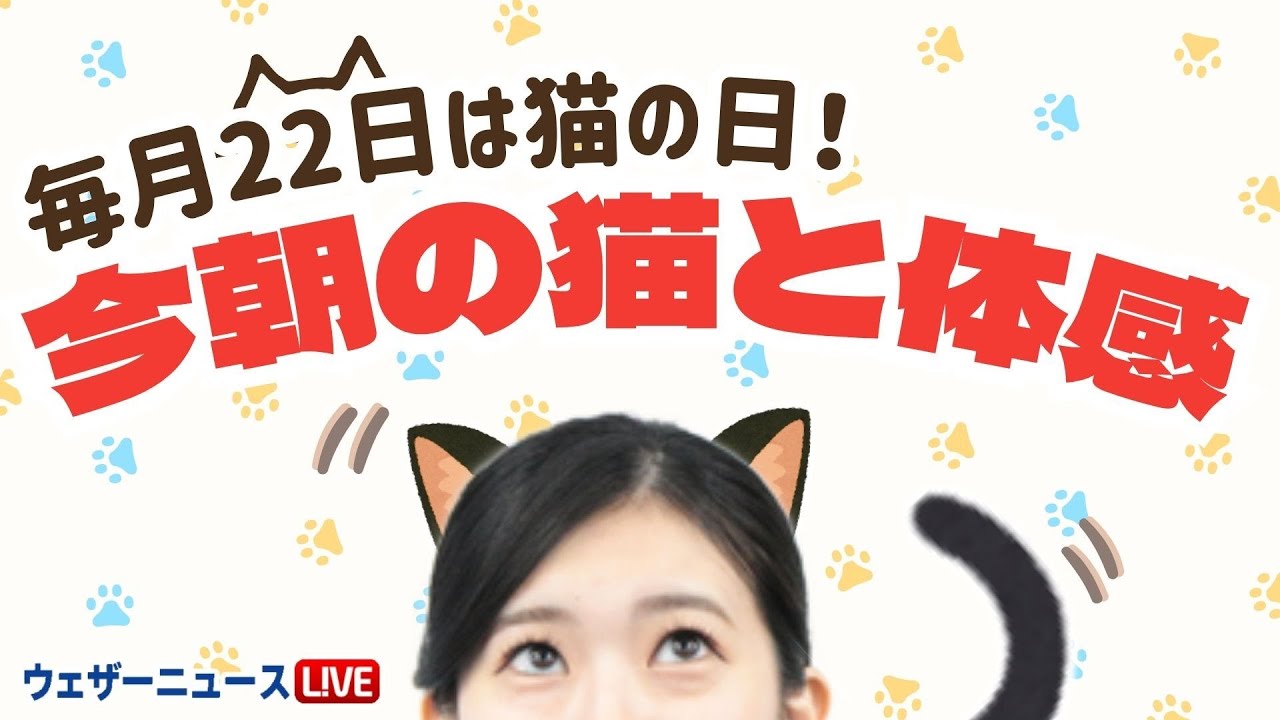 毎月22日は猫の日🐾】今朝の猫と体感 - YouTube