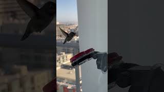 Hummingbird Stops by High-Rise Balcony for a Snack