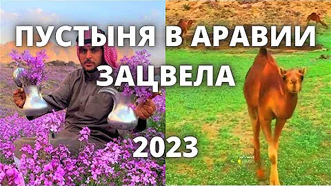 Пустыня зацвела в Саудовской Аравии 2023. Последствия аномальной погоды в Аравии!
