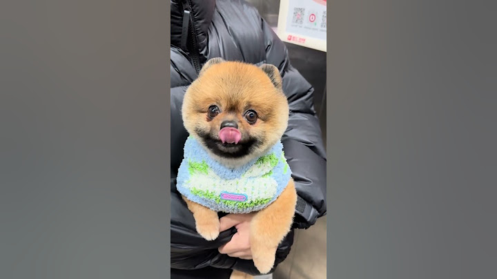 I was scolded for chatting up a puppy in the elevator. Dogs. Pomeranians. Cute pets.
