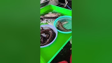 @thuysanwork ✅ Nhiều Cá Đặc Sản: Cá Thòi Lòi, Cá Heo, Cá Chạch, Cá Tầm! #cadacsan @GoFishLive