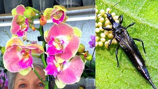 Insect pests - Thrips, and new orchids in my collection.