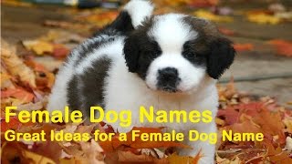 40+ Popular Female Dog Names