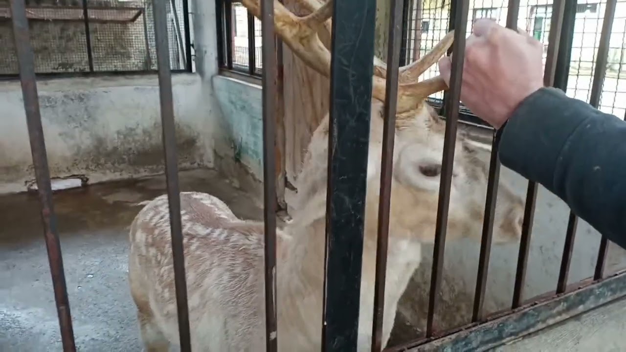 جولة في حديقة الحيوانات jardin d'essais #alger #dz #2022 #fun