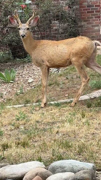🫎🫎🫎venado