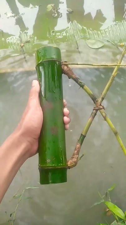 Wujud Bambu Petuk Asli Nyata