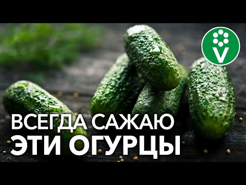 Какие ОГУРЦЫ САМЫЕ УРОЖАЙНЫЕ, а какие самые вкусные?