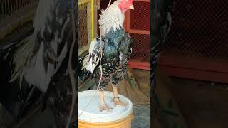 Original white jawa#viral#trending#shortvideo#birds
