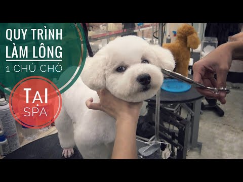 Video: Spa thân thiện với thú cưng nhất