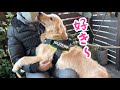 【独り占め】パパが大好きすぎてかまってちゃんすぎるゴールデンレトリバーが可愛い