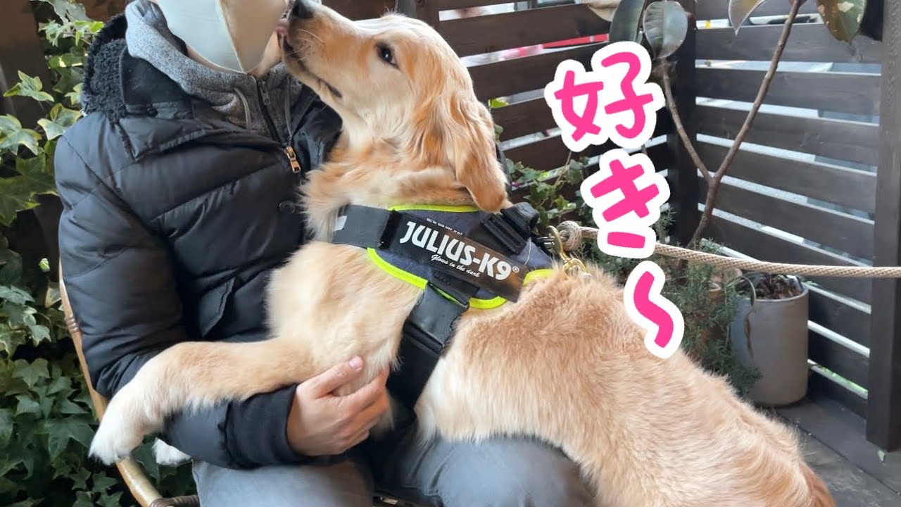 独り占め パパが大好きすぎてかまってちゃんすぎるゴールデンレトリバーが可愛い Youtube