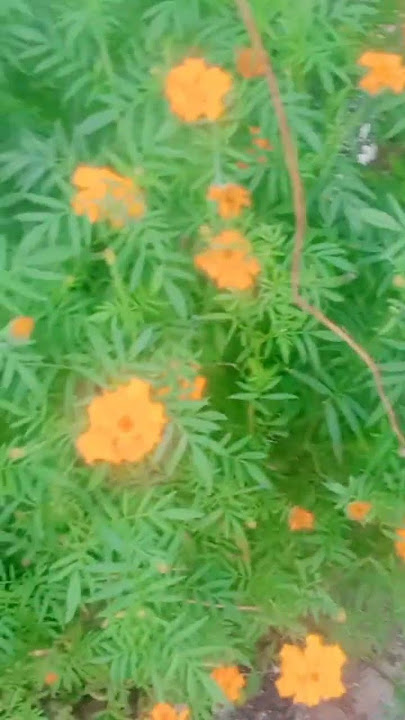 marigold marigold/beautiful flower/flowers/garden/beutiful garden/plant growing