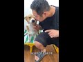 Spray it once a day, and you’ll never mind your dog’s bad breath again. #DramaticDog #CutePetGoods