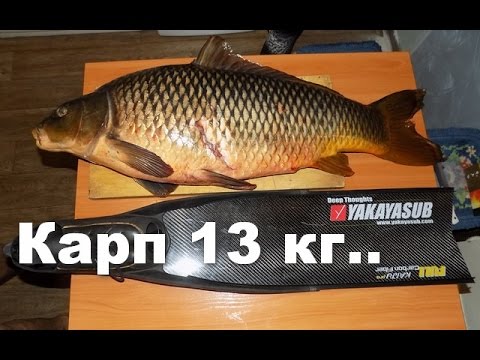 ловля карпа в воронежской области видео. 13 карп. карпы. 13 карп. карпфишинг в австралии.