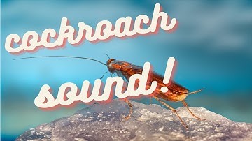 planting cockroach sound - cockroach sound effect no copyright | cockroaches sounds | hq