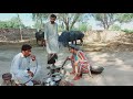 Pagal zameendar  new funny 2024 by tallu mahnoor sial dr wajid simran kuku