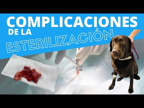 Video: Síntomas Del Estro Después De La Esterilización En Perros