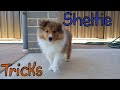 Sheltie learning tricks (Compilation) の動画、YouTube動画。