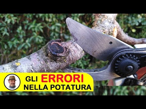 Video: Come Evitare Gli Errori Più Comuni Quando Si Piantano Le Conifere