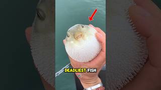 Worlds Most Deadliest Fish #japan #shorts