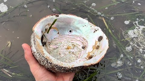 Exploring Morro Bay’s secret beach. #abalone #shells #beach