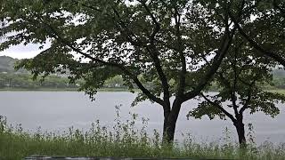 폭우,빗소리 ASMR, 빗소리로 불면증,스트레스 해소The sound of rain alleviates insomnia백색소음relief from stress, 10분안에 잠들기