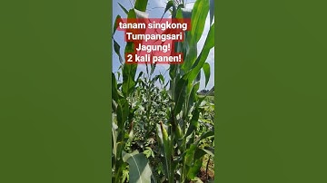 tanam singkong tumpangsari jagung 2 kali panen ! #petani #tanam #sinkong #tumpangsri #jagung #agro