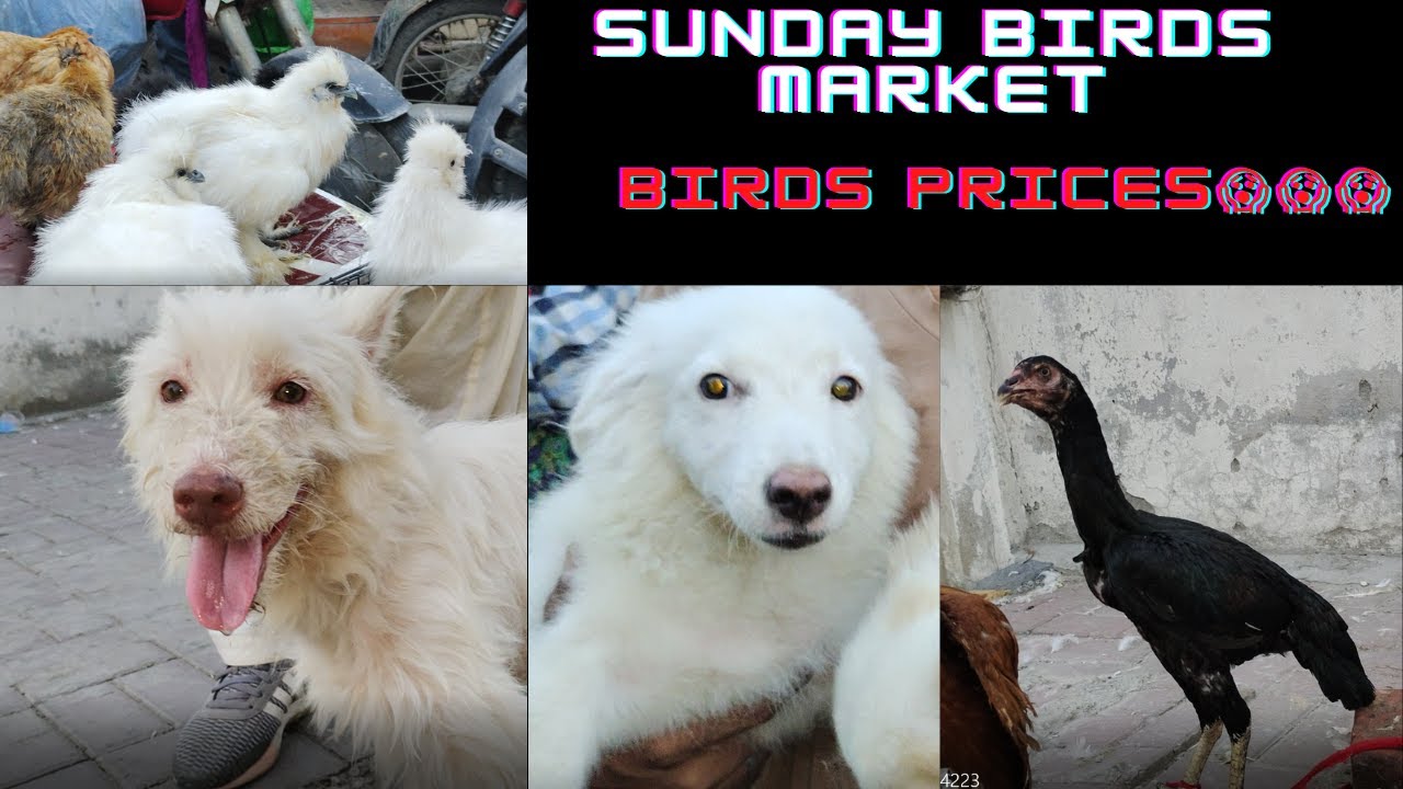 Sunday Dog market Lahore Tollinton market Lahore YouTube