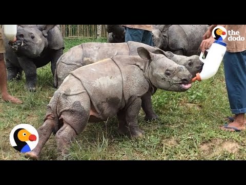 baby rhino escapes oh my god Baby Rhino Loses Mom, But Gets Help From Entire Village | The Dodo