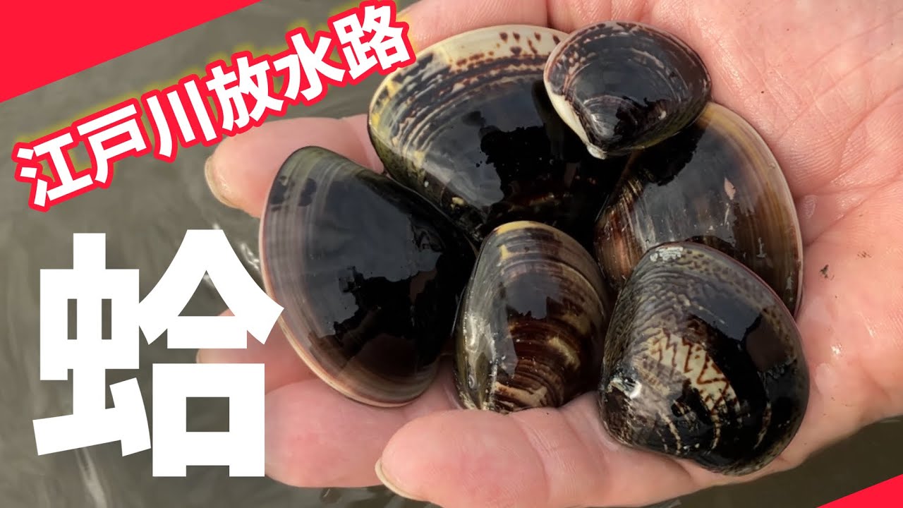 【2023年3月】江戸川放水路！ハマグリ！あさり！ホンビノス！