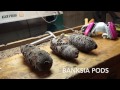 Turning Banksia Pods Turning Banksia Pods