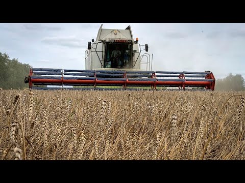 روسیه توافق صادرات غلات اوکراین تمدید نمی شود و ارتباطی با حمله پهپادی به پل کریمه ندارد