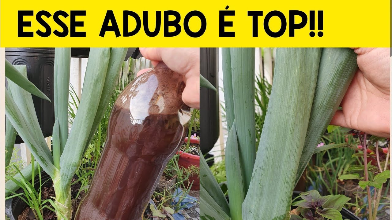 ⭐ADUBO BOMBA!!! OLHA COMO FICOU A MINHA CEBOLINHA 😱