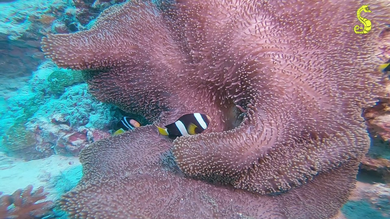 Dive at Digurah Arch (Maldives, Ari South Atoll)