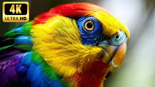 Unbelievable: The Most Stunning HDR Video You Haven't Seen Yet! - 4K 60 FPS Dolby Vision