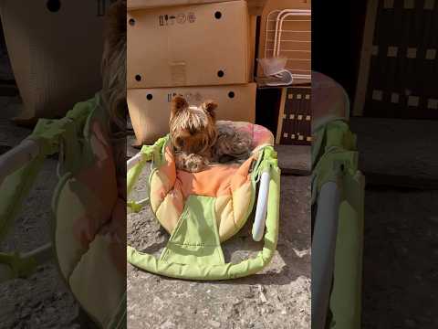 Почему собаки едят