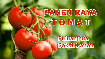 PANEN RAYA TOMAT || Petani Milenial Sukses