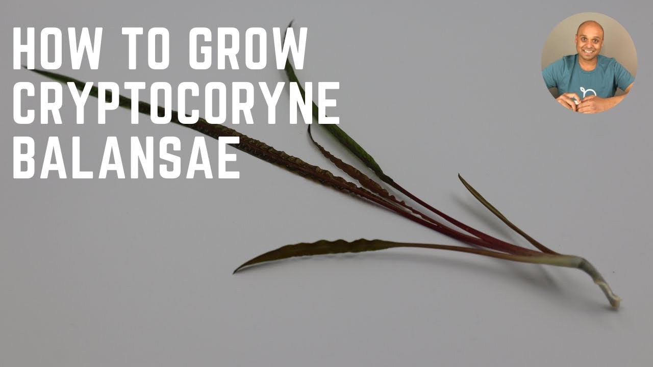 HOW TO grow cryptocoryne balensae successfully (2021)
