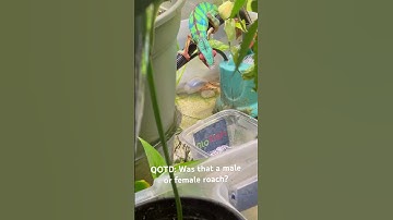 Chameleon Feeding 101 #pantherchameleon #chameleon #reptiles #shorts