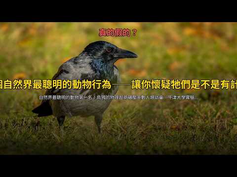 真的假的？動物智商排名TOP5：烏鴉智商碾壓7歲小孩，章魚會越獄、螞蟻種田5千萬年