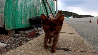 猫島では通りを歩いていると子猫がモフられにやって来る