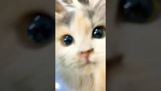 Yang Ini Ambil Jajan Rarity #catshorts #cat #cute #love #cutecat #fyp #virall #imut #pets #fun #dj